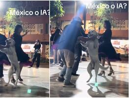 VIDEO: Perrito conquista TikTok al bailar en sonidero mexicano
