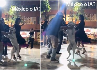 VIDEO: Perrito conquista TikTok al bailar en sonidero mexicano