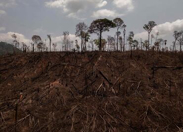 Plan de reforestación COP26 ¿basado en "Sembrando Vida"... o en idea de 2014 en Nueva York?