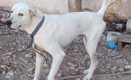 Primer sentenciado en Yucatán por crueldad animal