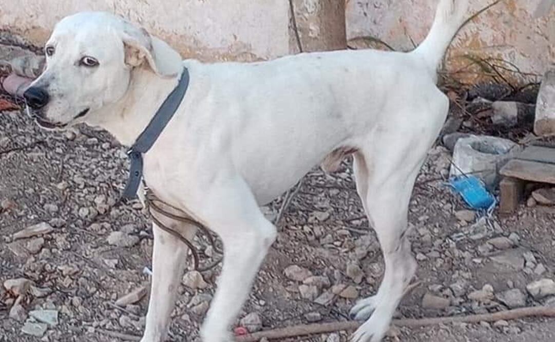 "Rufo" perro asesinado en la colonia Chuburná de Hidalgo en Mérida
Fotografía: especial