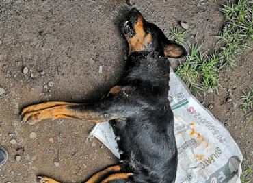 Ordena edil de Michoacán aumentar vigilancia por maltrato animal