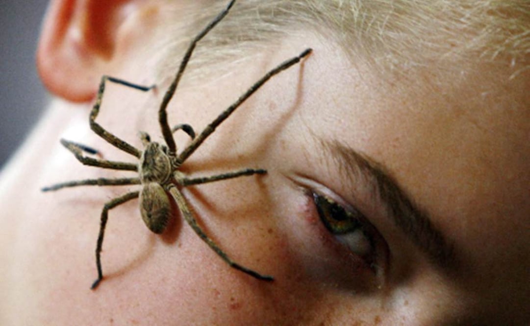 El "ronroneo" es percibido a través de los sensores de su cuerpo. Foto: Archivo EL UNIVERSAL