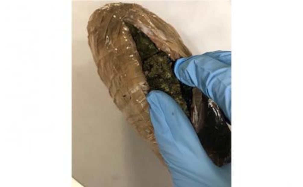 Agentes caninos decomisan 34 kg de marihuana en Veracruz