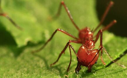 Gastronomía de insectos, alternativa de desarrollo sustentable