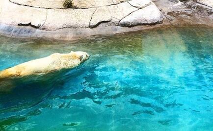 Fallece oso polar en Zoológico de León