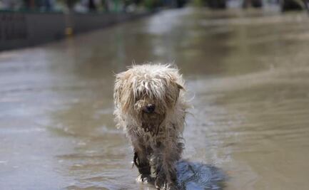 Perros y aves mueren al quedar atrapados en una veterinaria de Tula durante inundación