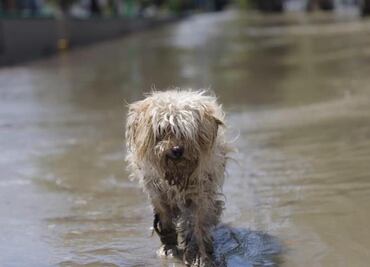 Perros y aves mueren al quedar atrapados en una veterinaria de Tula durante inundación
