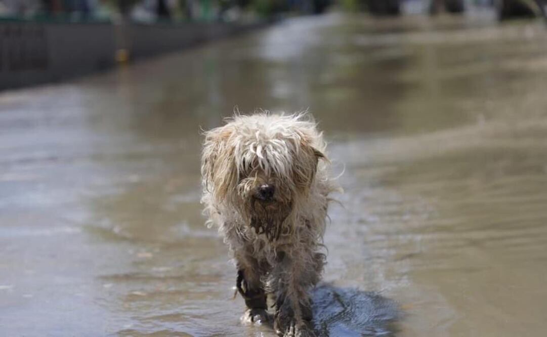 También se busca a los dueños de varias mascotas rescatadas. Fotos: Especiales 