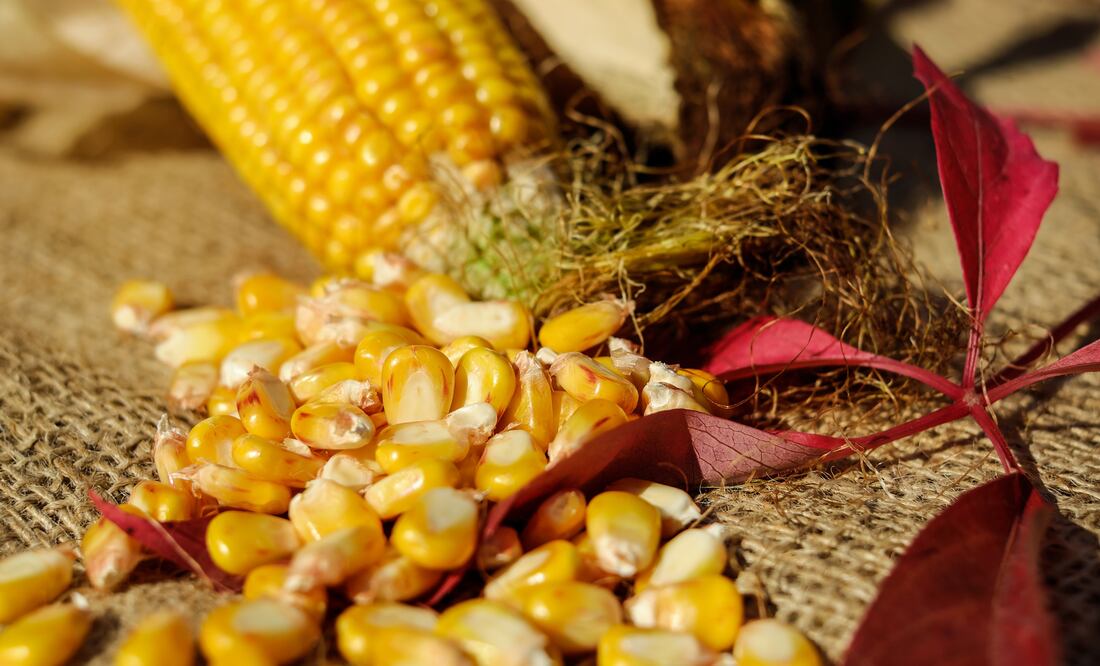 El esquite de muerto lleva pétalos de cempasúchil en su preparación /Foto: Pexels