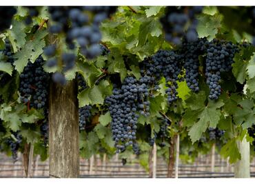 El 17 de abril es el Día Mundial de Malbec