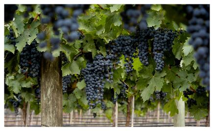 El 17 de abril es el Día Mundial de Malbec