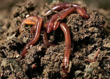 Las lombrices podrían subsistir en Marte