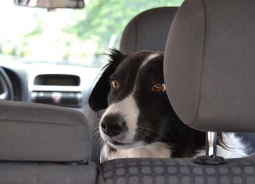 Llevar mascotas sueltas en el coche aumenta accidentes: estudio