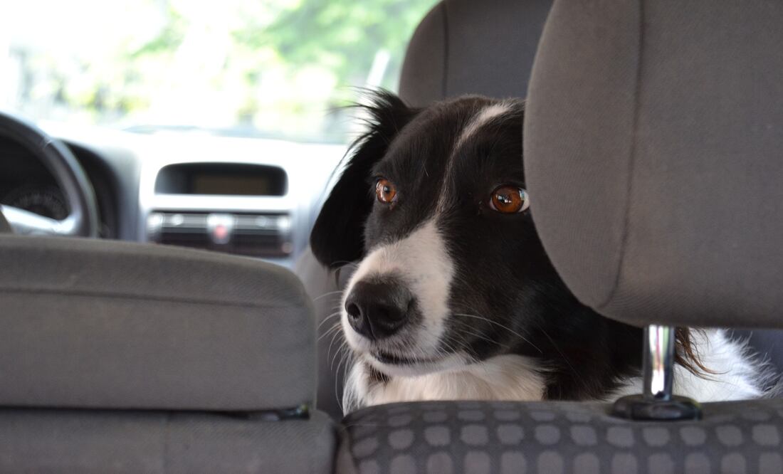 Llevar mascotas sueltas en el coche aumenta accidentes: estudio