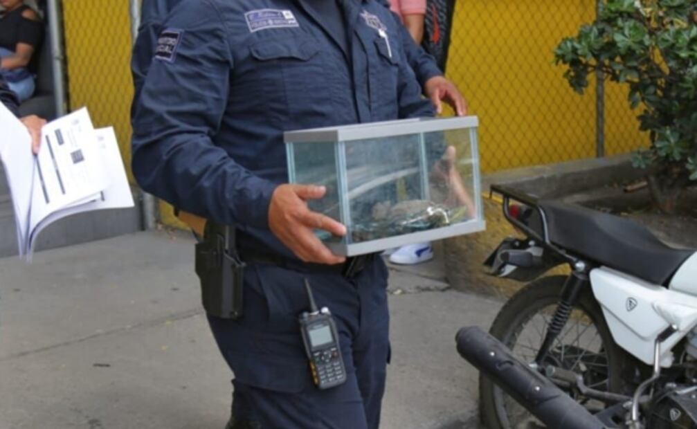 Rescatan a tortuga pavorreal y caimán bebé que iban a ser vendidos en tianguis de Ecatepec