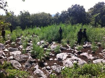 Destruye PGR 72 toneladas de mariguana en Nayarit