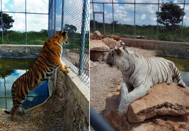 Profepa rescata dos tigres de bengala en Yucatán
