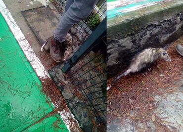 Activistas invitan a cuidar tlacuaches por inundaciones en CDMX