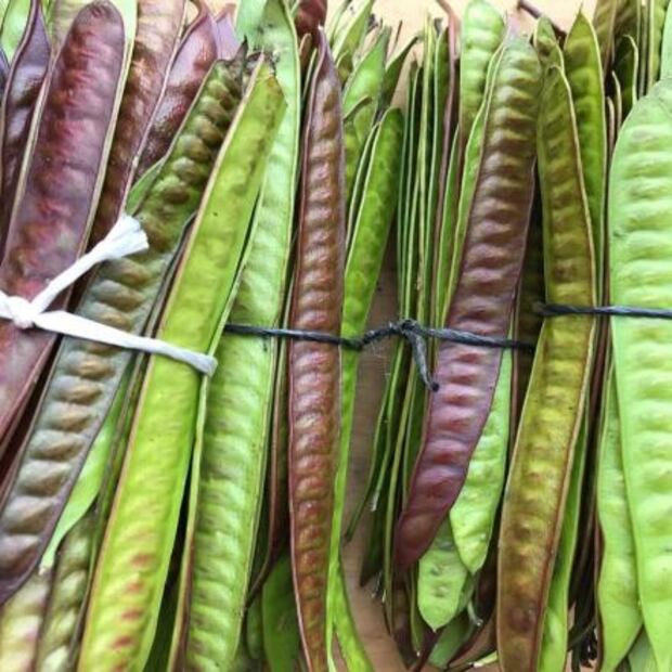 Inicia la temporada de Huaxmole en Puebla 