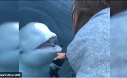 Una ballena beluga devuelve un iPhone del fondo del mar