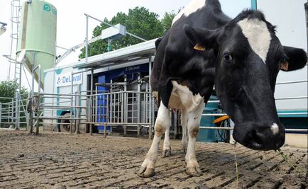 En Francia, vacas con baja emisión de carbono para ayudar al planeta
