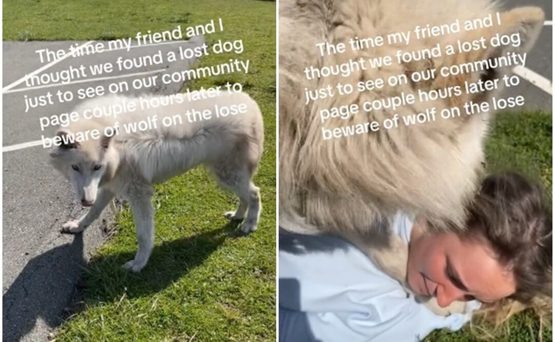 ¡No era lo que pensaban! Confunden a un lobo blanco con un perro y hasta juegan con él. Foto: TikTok @jazzyq0