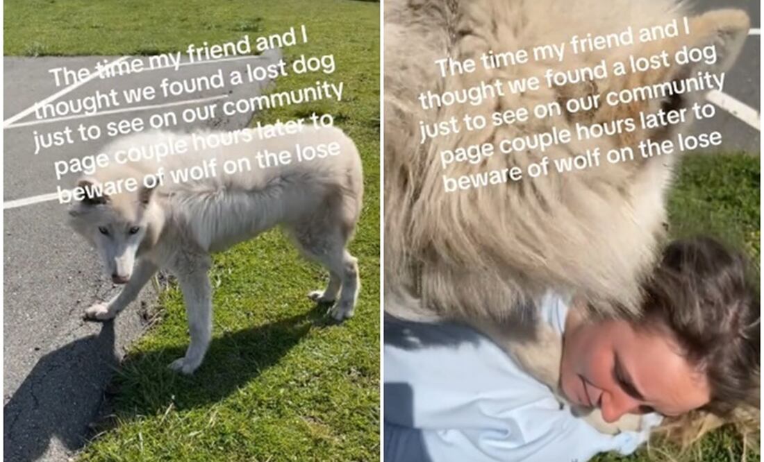¡No era lo que pensaban! Confunden a un lobo blanco con un perro y hasta juegan con él. Foto: TikTok @jazzyq0