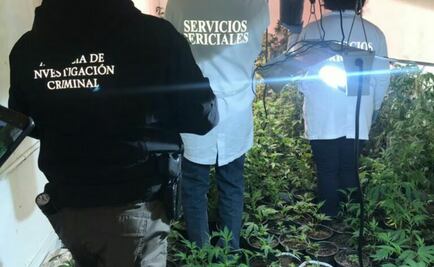 En Sonora desmantelan dos invernaderos de marihuana en tráilers
