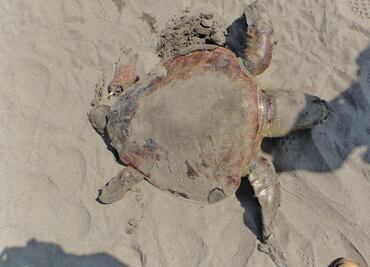 Sube número de tortugas muertas en las playas de Tonalá, Chiapas
