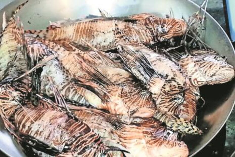 El (pez) León no es como lo pintan