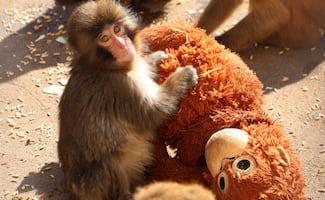 La conmovedora historia de "Punch"; el mono rescatado del abandono que no suelta a su inseparable peluche