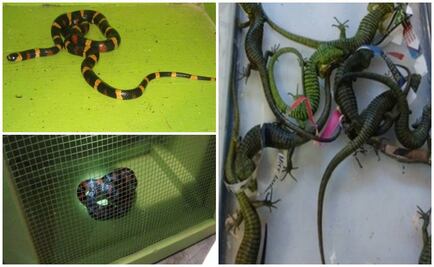 Aseguran 29 lagartos y serpientes en aeropuerto de Nuevo Laredo