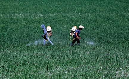 El aumento de patógenos en el suelo, consecuencia del cambio climático