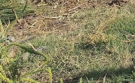 Hallan restos de mujer en Tlalnepantla; tenía el rostro desollado