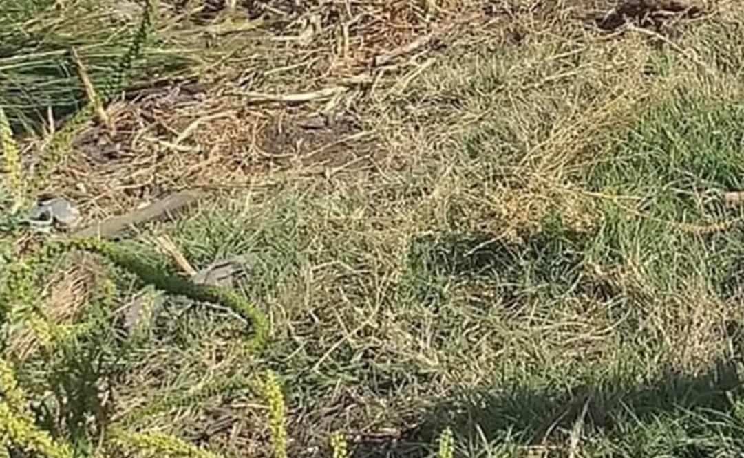 Foto: Archivo/ EL UNIVERSAL