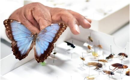 La BUAP cuenta con una colección de más de 22 mil insectos para su exhibición; destacan las mariposas y escarabajos