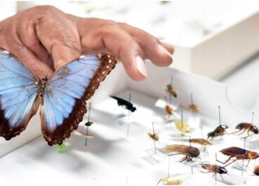 La BUAP cuenta con una colección de más de 22 mil insectos para su exhibición; destacan las mariposas y escarabajos