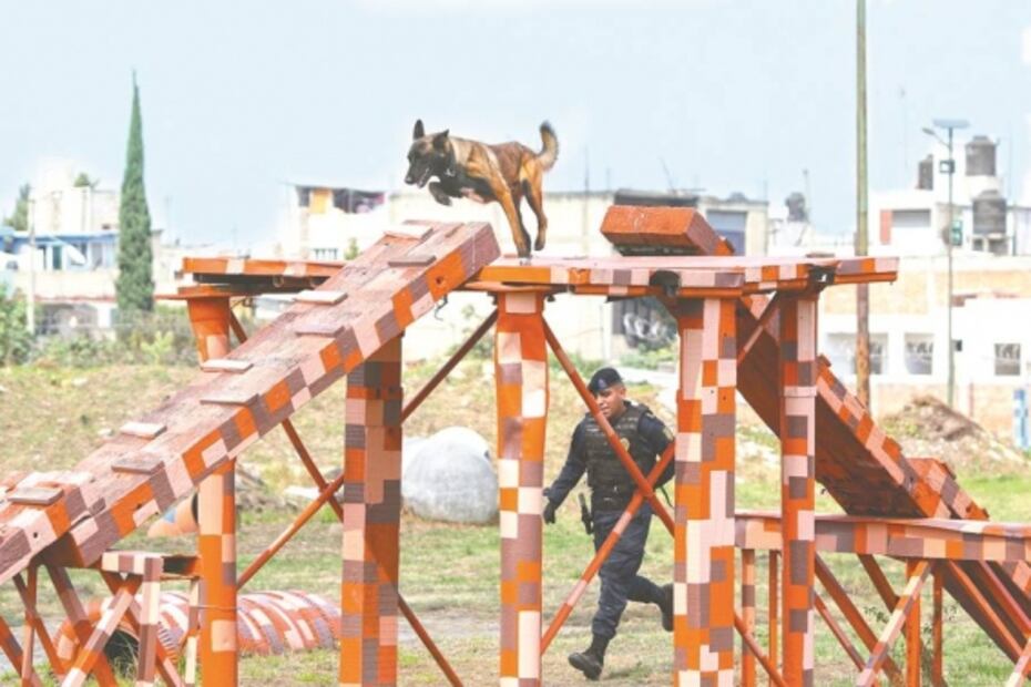 Perros policías, arma contra drogas y explosivos en CDMX
