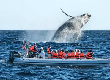 Puerto Vallarta: cuándo empieza la temporada de ballena jorobada