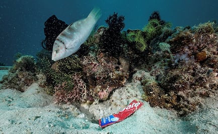 Contaminación por mercurio llega a lo más recóndito del fondo marino