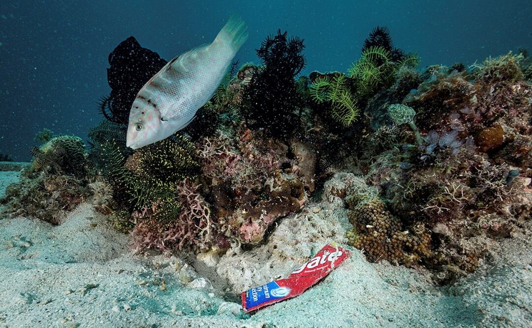 Foto: EFE/ Noel Guevara/Foto cedida por Greenpeace, archivo