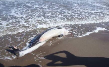 Mexico rescues 7 of 23 beached dolphins 