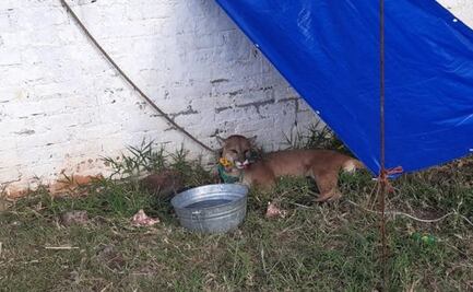 Rescatan a puma deshidratado en Puruándiro, Michoacán