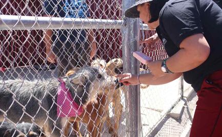 Canadá recibirá a más de 50 perros rescatados en calles de Actopan, Hidalgo