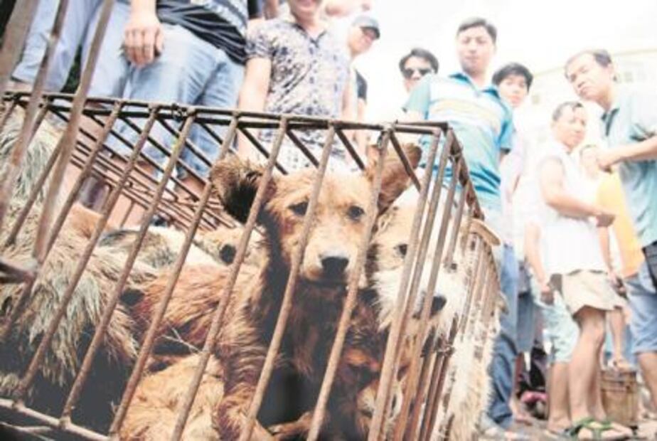 Con jornada mundial piden no comer perros en Corea