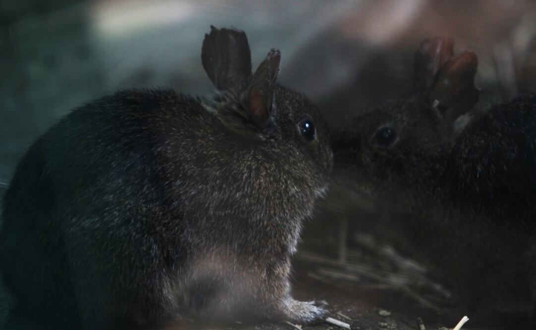 Foto: Archivo EL UNIVERSAL