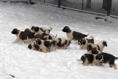 Videos de perritos, la nueva 'arma' del ejército ruso