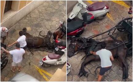 Caballo carretero se desploma frente a familia en España y reacción causa indignación en redes