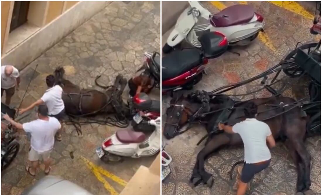 Caballo carretero se desplomó frente a familia de turistas en Palma de Mallorca, España, y no descendieron de la carroza para ayudarlo. Foto: Progreso en Verde